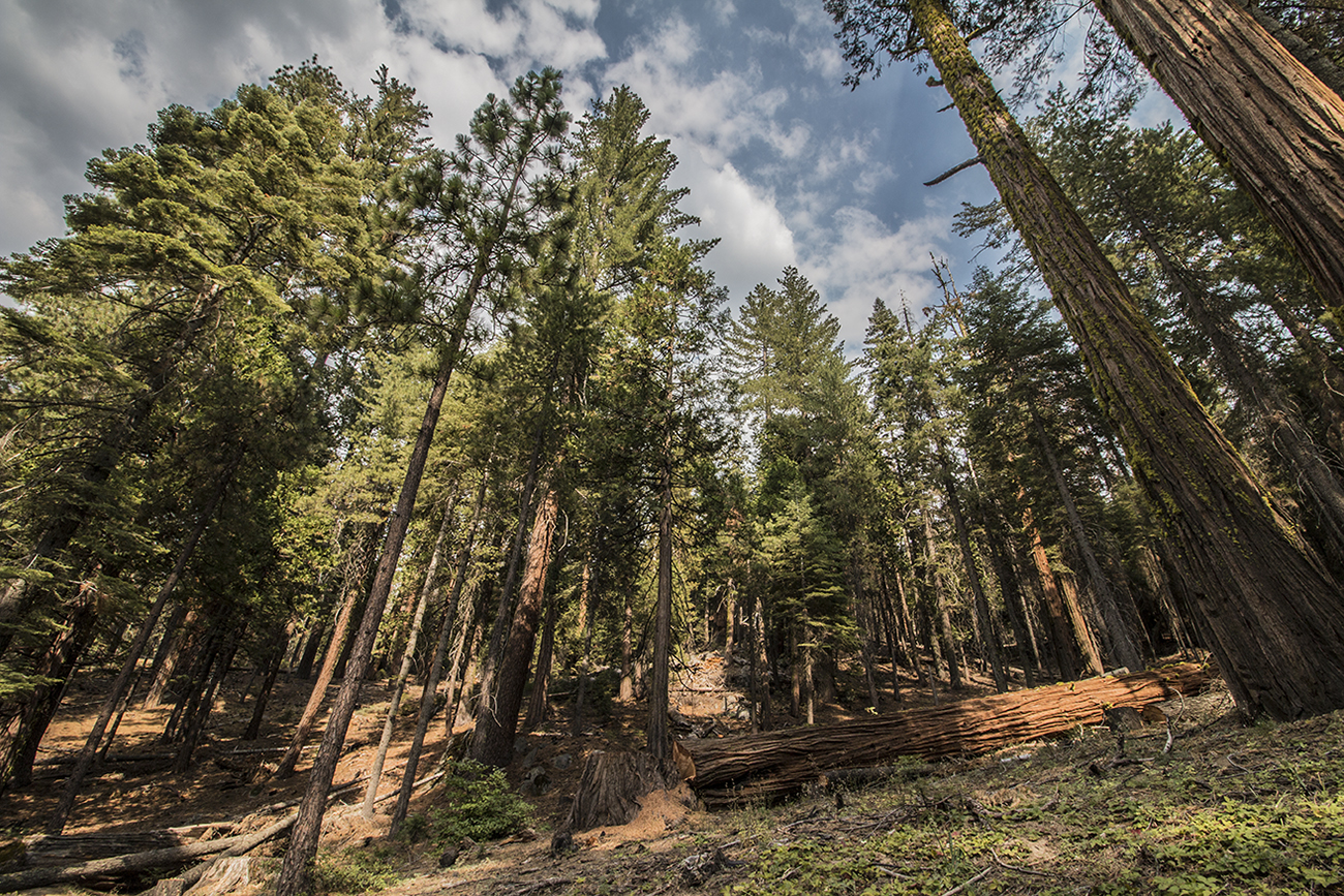 arielkatowice-yosemite-park-sequoia