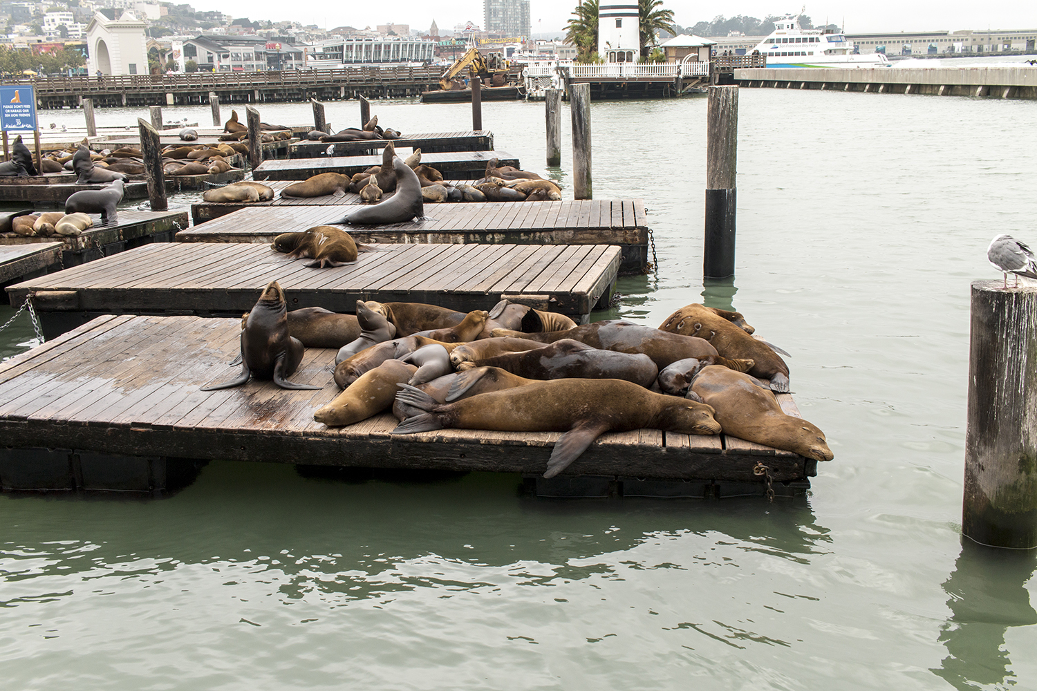 arielkatowice-san-francisco-pier-lion-mer