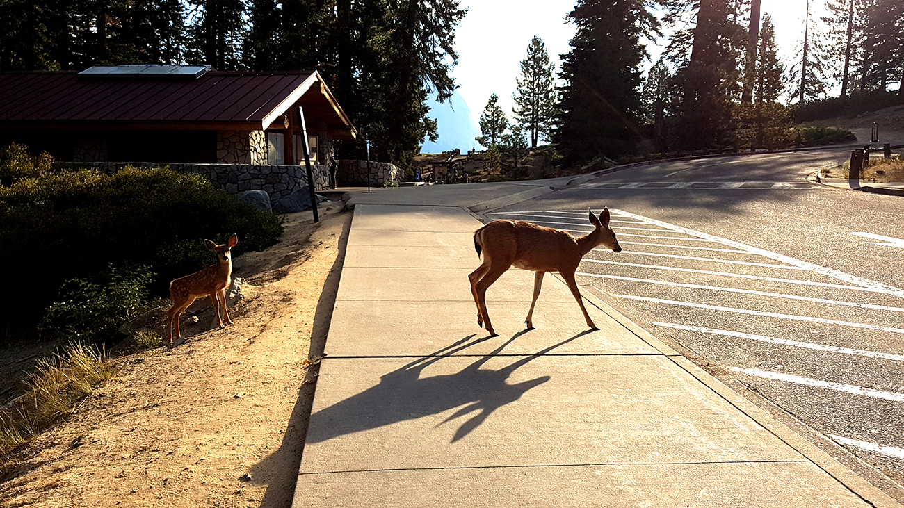 arielkatowice-yosemite-park-animaux