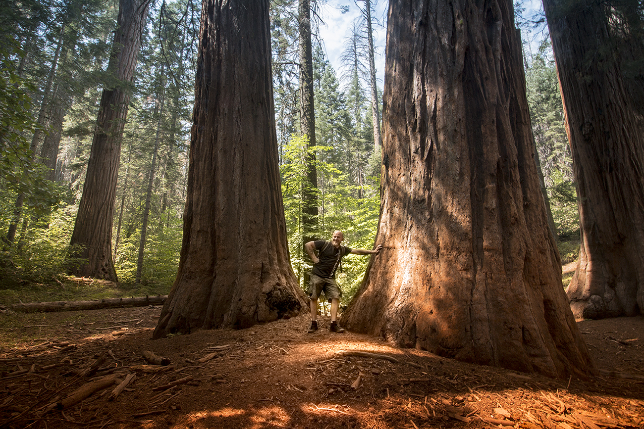 arielkatowice-yosemite-park-sequoia-moriposa-grove
