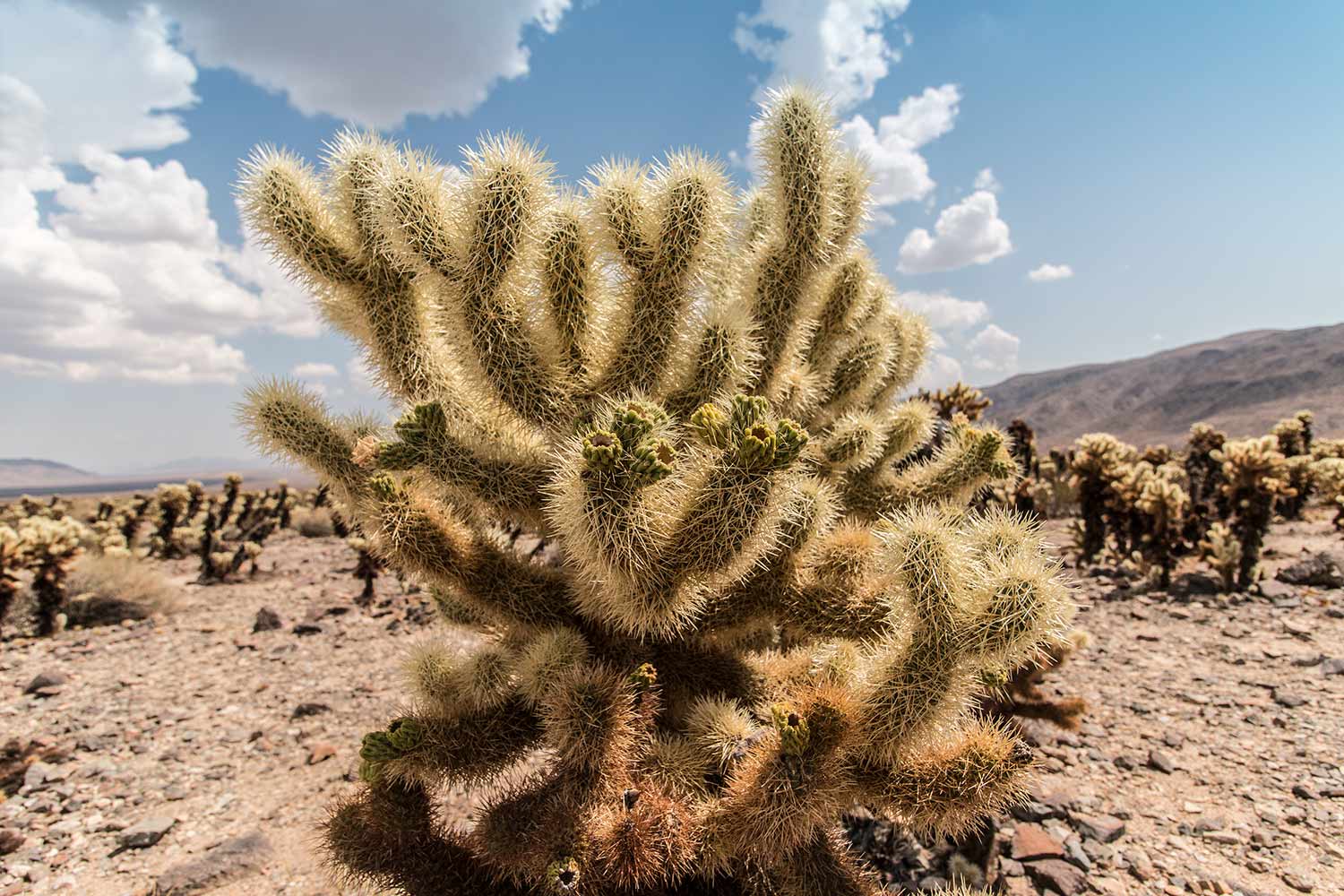 arielkatowice-Joshua-Tree-cholla-cactus-garden