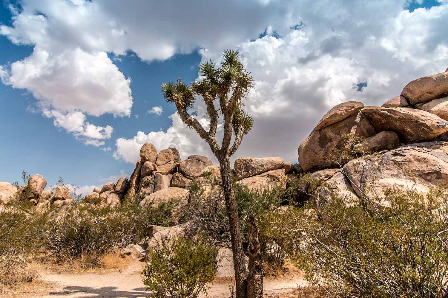 arielkatowice-Joshua-Tree-national-park