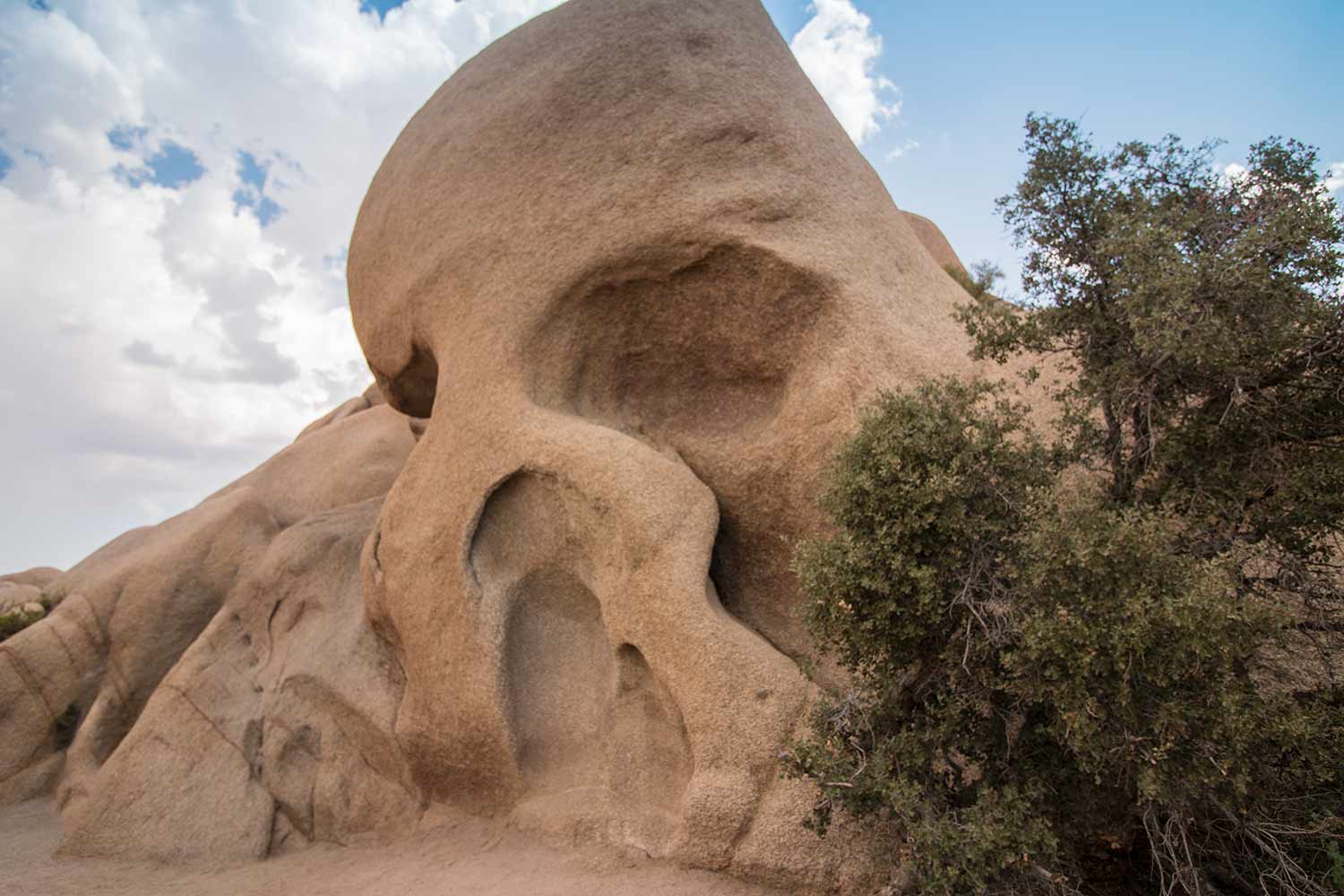 arielkatowice-Joshua-Tree-skull-rock