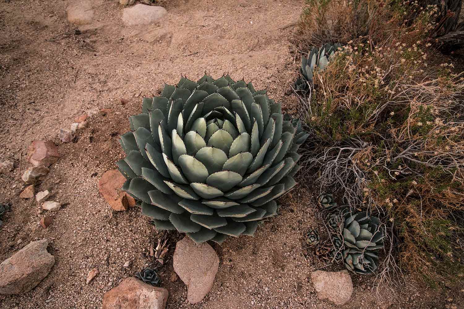 arielkatowice-Joshua-Tree-succulente