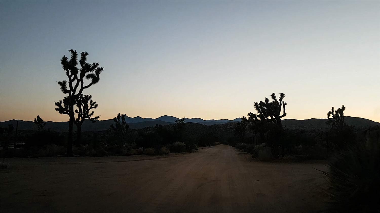 arielkatowice-Joshua-Tree-desert