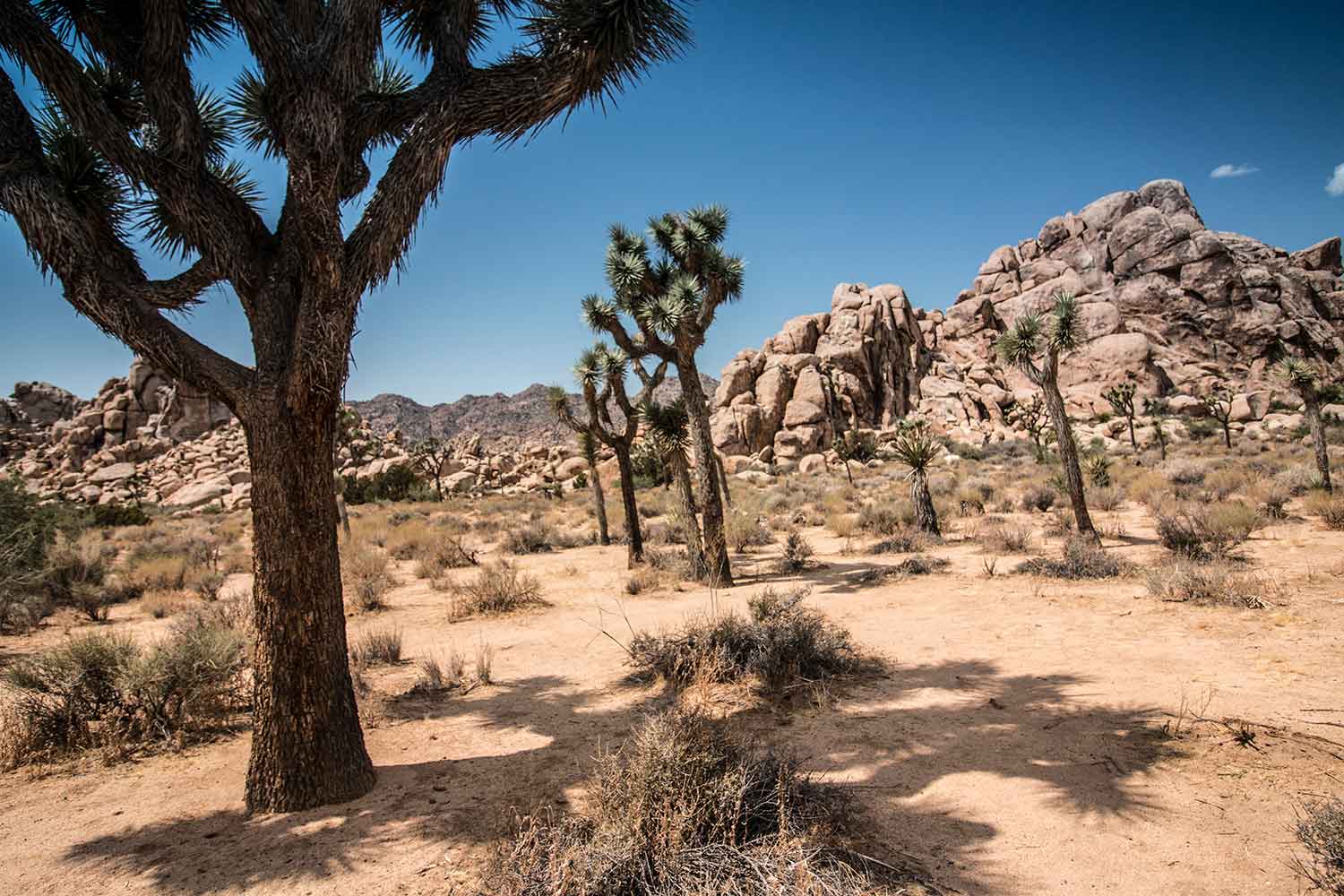 arielkatowice-Joshua-Tree-park-national