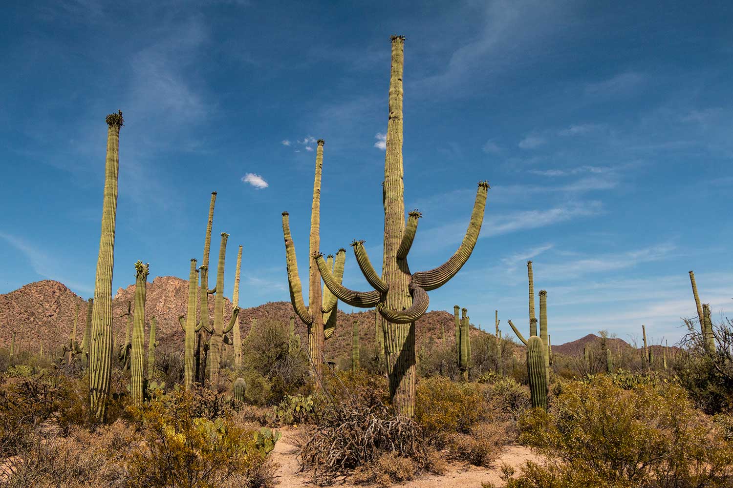 arielkatowice-saguaro-national-park