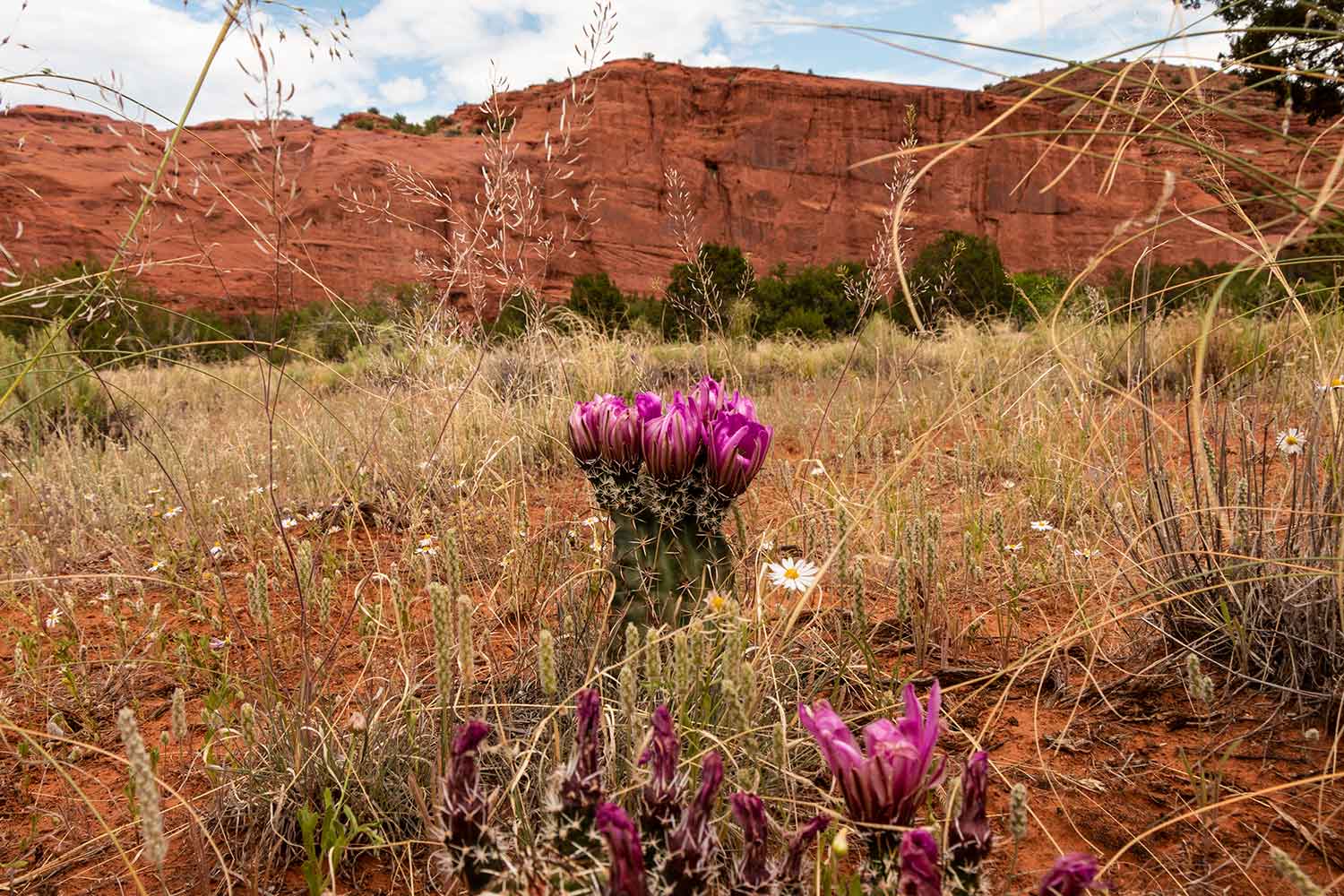 arielkatowice-Jemez-Pueblo-cactus