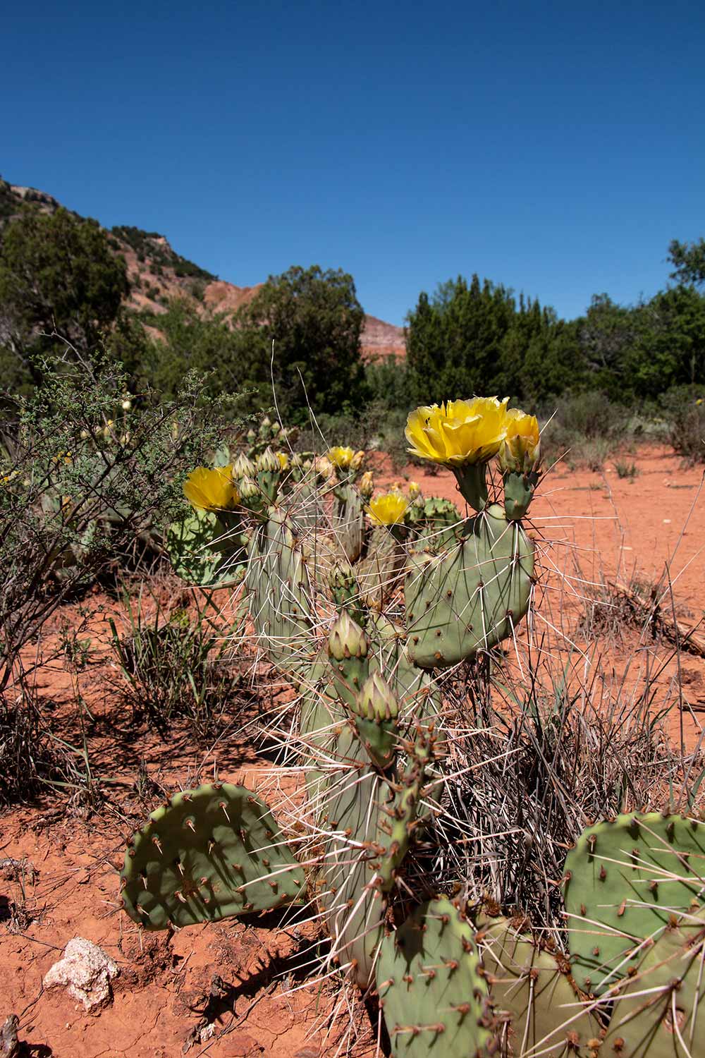 arielkatowice-texas-cactus